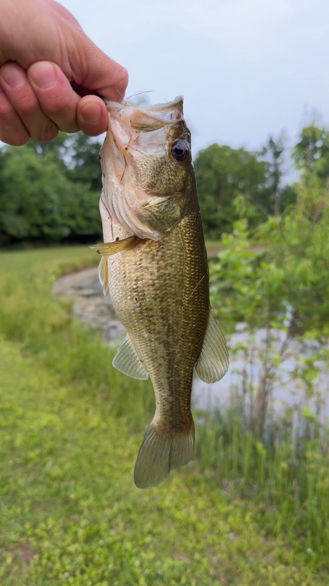 A fish caught from the club pond